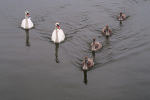 Swans in Cambridge